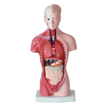 Anatomija Anatomijas Iekšējo Orgānu Montāža Modeli 11 Collu Studentu Mācību Pētījums